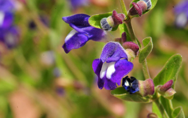 Scutellaria platyphylla, Mexican Skullcap